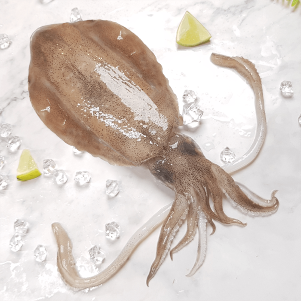 5A生食規格軟絲(300g)